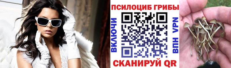 закладка Ефремов дарк нет клад Галлюциногенные грибы Psilocybe